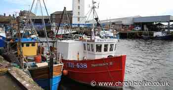 Swapping red meat for anchovies and sardines 'could save 750,000 lives a year by 2050'