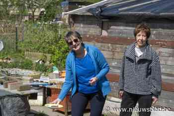 Straatkatten zoeken nieuw stekje: “Volkstuintjes  weg en katten dus ook, we willen gewoon met een gerust hart slapen”