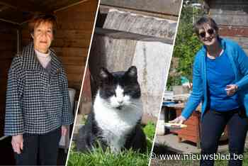 Vrijwilligsters zoeken nieuwe plek voor zwerfkatten: “De volkstuintjes waar ze nu wonen verdwijnen voor het Ringpark”