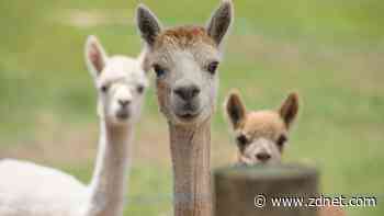 Meta confirms plans to start rolling out Llama 3 models 'very soon'