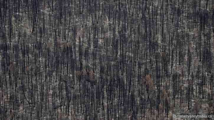 B.C. makes it easier to salvage timber damaged by wildfires