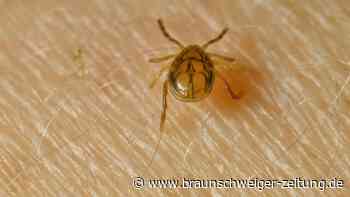 Neue Zeckenarten breiten sich aus – steigt das Risiko?
