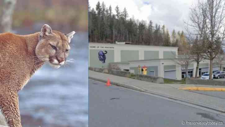Daytime cougar sighting in Promontory Heights prompts advisory