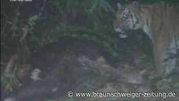 Thailand: Aggressive Affen terrorisieren Urlaubsort