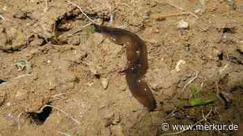 Fleischfressender Wurm verbreitet sich in Deutschland – Funde in Ihrem Garten sollten Sie melden