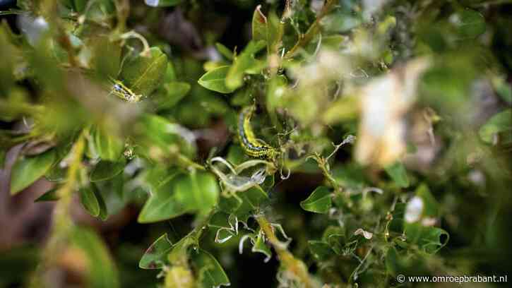 6 nuttige tips om van de buxusrups af te komen: 'Spuit vooral geen gif'