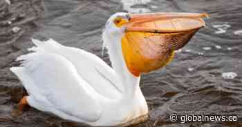 Season’s first pelican touches down in Saskatoon’s ‘splash zone’ on Monday