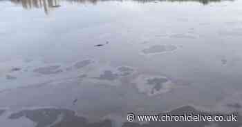 Environment Agency probe into oil spill on River Tyne linked to intense rainfall in recent days