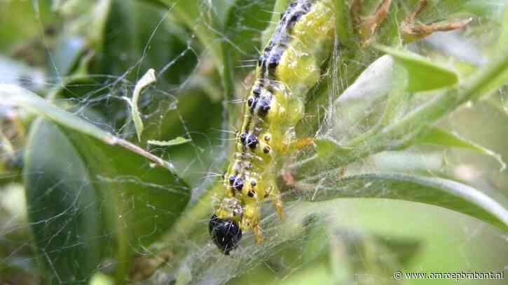 Honderden wriemelende rupsen vreten de heg op: de buxusmot is er weer