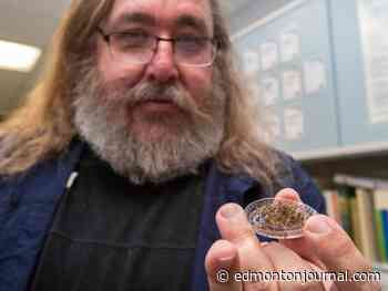 Mosquito shoshquito: Blood suckers a low threat to Edmonton thanks to dry climate