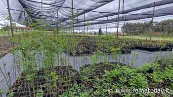 Nell’ex Ovile coltivate 100mila piantine: vanno a ringiovanire il patrimonio forestale romano