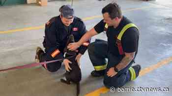 Fire department welcomes new therapy support dog