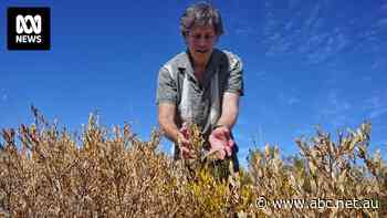 Ecologists warn of second 'forest collapse' event in WA as record dry spell continues