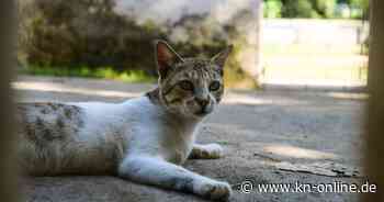 Indien: Fünf Menschen wollen Katze retten und ertrinken in Mistgrube