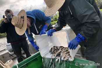 Hecht und Zander schmeißen sie wieder zurück ins Wasser