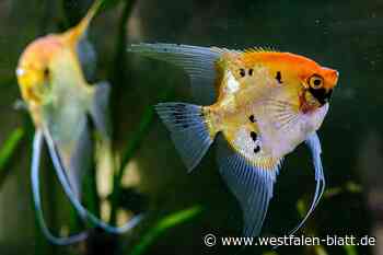 Hüllhorst: Fische und Reptilien faszinieren Besucher