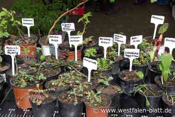 Vierter Pflanzenflohmarkt in Hohenwepel bietet 20 Stände