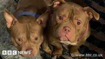 Homes appeal for dogs found abandoned in cages