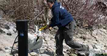 ‘Magical’ reunion of swan mates in Toronto goes viral