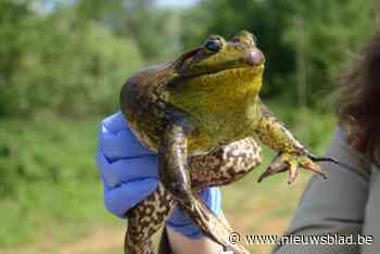 Gemeentebestuur vraagt inwoners waakzaam te zijn voor stierkikkers om verspreiding tegen te gaan