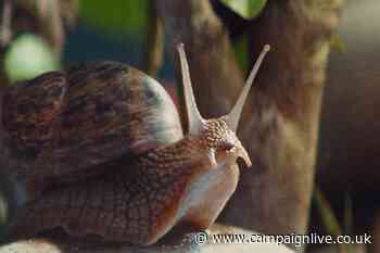 RSPCA unveils first rebrand in 50 years with the help of Aretha Franklin