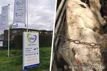 Klachten over wantoestanden in slachthuis Velzeke: “Meer dan 40 kreupele runderen geslacht in 2022”