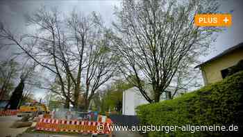 Bringt die Baustelle an der Reuttier Straße wertvolle Bäume in Gefahr?
