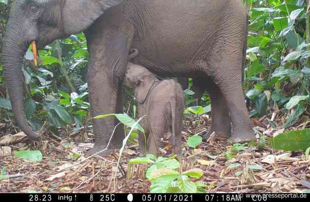 Neue Studie belegt: FSC-Standard erhält die Artenvielfalt in tropischen Wäldern