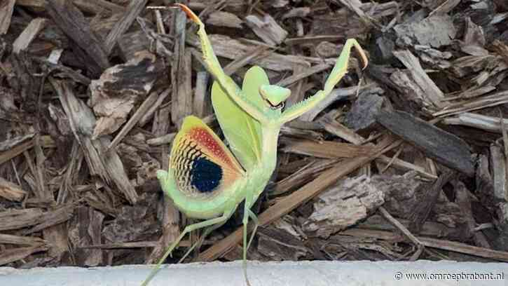 Dave vond deze bijzondere sprinkhaan, eerste ooit gezien in Nederland