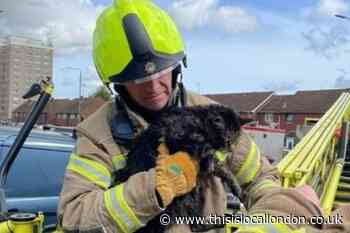 Trapped cat rescued from chimney on Northend Road Erith