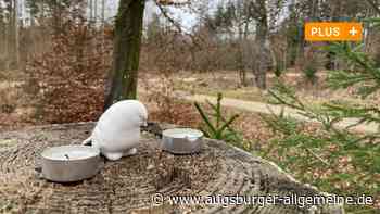 Freundin im Wald bei Wiblingen zu Tode gewürgt: Anklage gegen 15-Jährigen