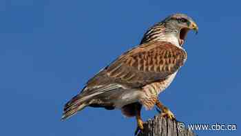 Endangered hawk nest stirs up debate over proposed urban solar farm