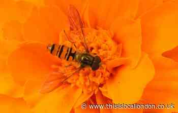 Nature Notes: Decline of insect ‘flying food’ chain