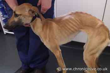 County Durham man disqualified from keeping animals after three lurchers found in squalid flat