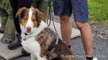 Hund Charly aus Tierpension in Obing weggelaufen - Wer hat ihn gesehen?