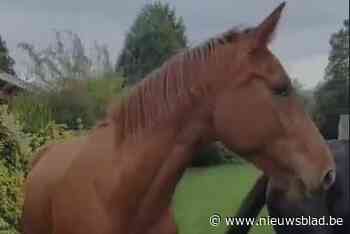 Politie onderzoekt verdwijning hoogdrachtig paard