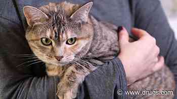 Rare Fungal Infection Reported in Two Cats, Vet Tech