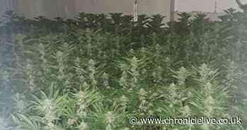 Two men arrested after 600 cannabis plants seized in Gateshead