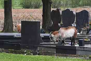 Begraafplaats krijgt ongewenst bezoek van ... geiten: “Hopelijk wordt de eigenaar gevonden en beboet”