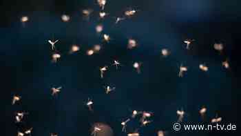 Saison beginnt früher als sonst: Stechmücken schlüpfen schon wieder