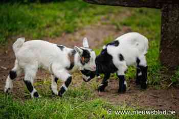 Babyboom in de kinderboerderij van Tivolipark: “Nieuw leven is altijd een feestelijk gebeuren”