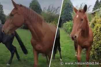 Politie onderzoekt opmerkelijke verdwijning: dag voor uitgerekende bevalling is merrie plots weg