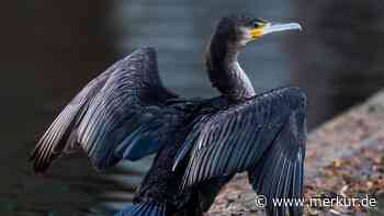 „Wie ein Schwertschlucker“: So macht der Kormoran den Fischbeständen und Angelvereinen zu schaffen
