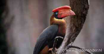 Neushoornvogels Ouwehands mogen voorlopig tóch blijven: ‘De vogels hebben vandaag gewonnen’