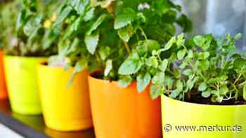 Kräuter pflegen – Drei Tipps beachten, damit Basilikum & Co. nicht eingehen