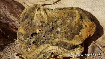 Sensationsfund wohl enorm viel wert: Fischer zieht „schwimmendes Gold“ an Land