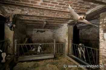 Ingekorven vleermuis doet het goed, meervleermuis is het zorgenkindje: Riemst telt weer meer dan 5.000 vleermuizen