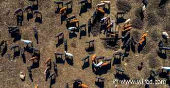 Bird Flu Is Spreading in Alarming New Ways