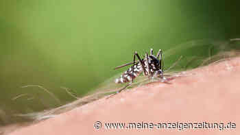 Deutlicher Anstieg der Denguefieber-Fälle in Deutschland – Tigermücke sorgte bereits für Aufruhr am Gardasee