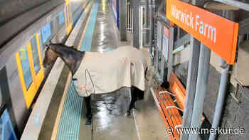 Hatte es einen Termin? Pferd büxt in Sydney um Mitternacht aus und läuft zum Bahnsteig